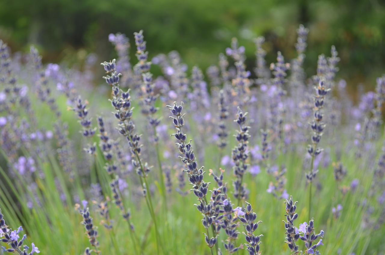 Bed and Breakfast Lavender Hill Riverhead Exterior foto