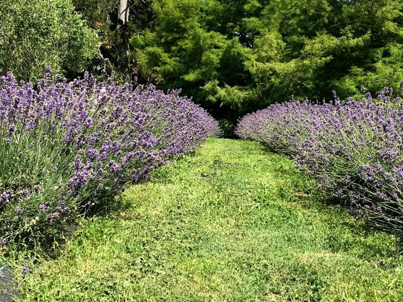 Bed and Breakfast Lavender Hill Riverhead Exterior foto